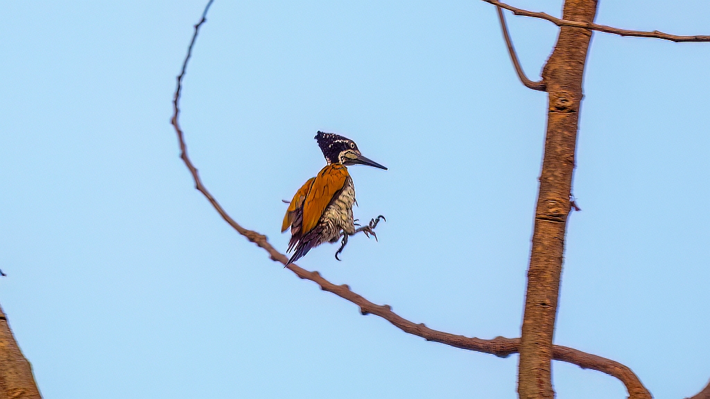 Greater Flameback